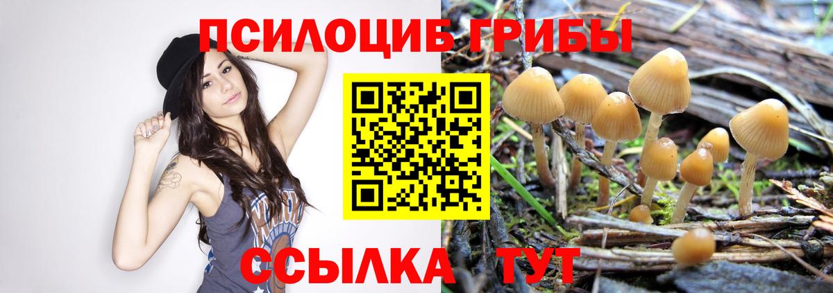 Галлюциногенные грибы Psilocybe  Вход с VPN  Кемерово  наркота  Галлюциногенные грибы Magic Shrooms 